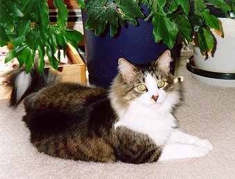 Click on the picture to learn more about Ogden the cat