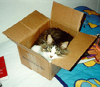 Ogden in a box