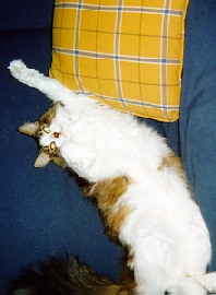 Rub that tummy