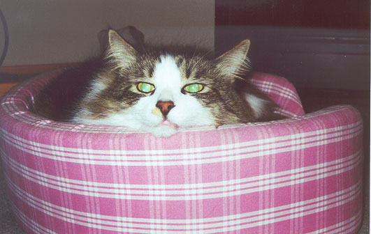 Ah, this bed is just right