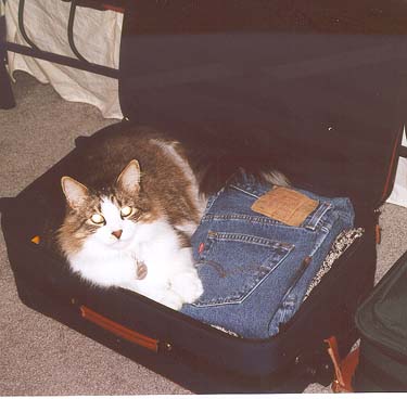 Ogden in Jeff's suitcase