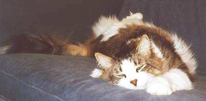Ogden sleeping