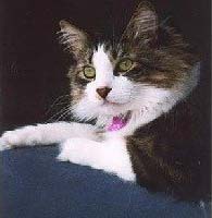 Click on the picture of Ogden to see more pictures of him