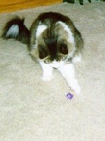 Ogden playing with something sticky