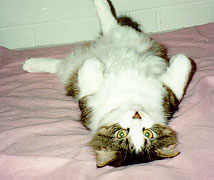 Ogden's best position