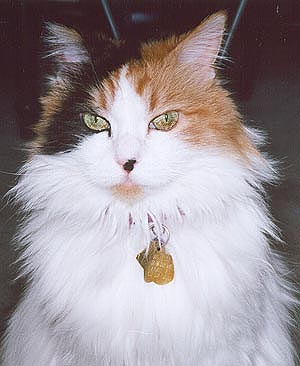 Wensley the cat
