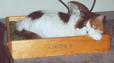 Wensley in Ogden's Bed