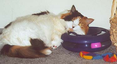 Wensley using an unusual pillow