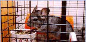 Mujibur the chinchilla