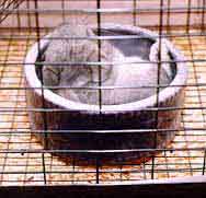 Mujibur in his dust bath