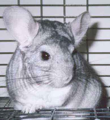Mujibur at 2 years old.
