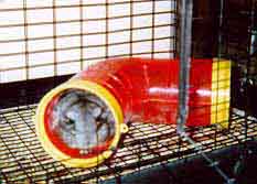 Mujibur hiding in his tube