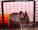 Click on this picture to see more pictures of Mujibur, the wonder chinchilla.
