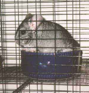Mujibur in his bowl.