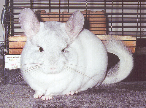Click on this picture to see 
more pictures of Elsa the chinchilla.