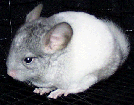 Elsa the chinchilla