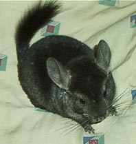 Fenn the chinchilla