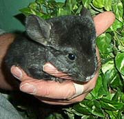 Fenn the chinchilla