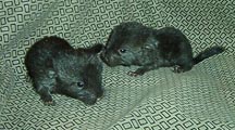 Fenn the chinchilla