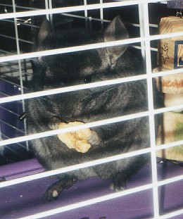 Fenn with banana