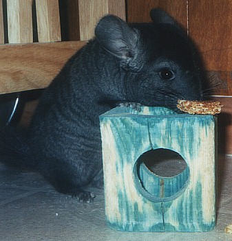 Fenn posing