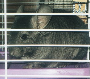 Fenn in her cage
