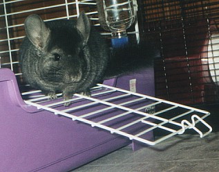 Fenn balancing on her cage