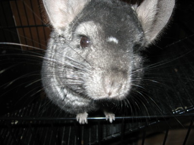 Fenn the chinchilla