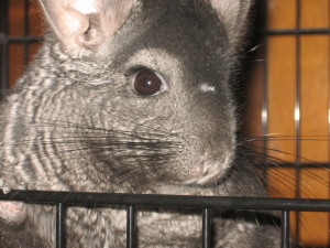 Click on this picture 
to see more pictures of Fenn the chinchilla.