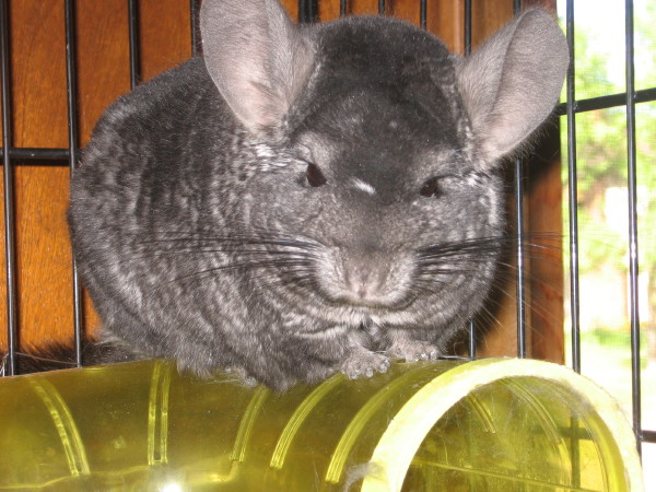 Fenn the chinchilla