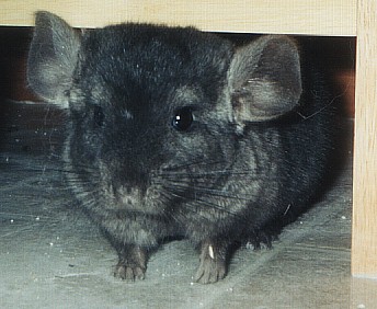 Fenn peeking from under the desk