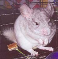 Click on this picture 
to see more pictures of Elsa the chinchilla.
