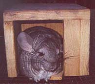 Click on this picture to see more pictures of Nemo the chinchilla.