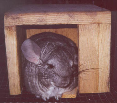 Nemo in his house
