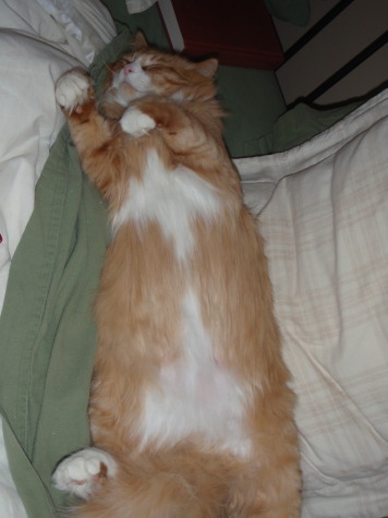Baloo's Brushed Tummy