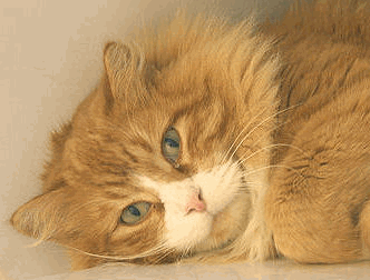 Click on the picture of Baloo to see more pictures of him