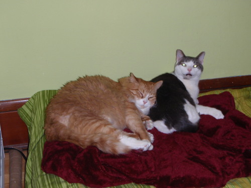 Baloo and Howard Lounging
