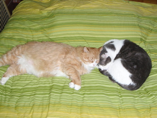 Baloo and Howard's Naptime