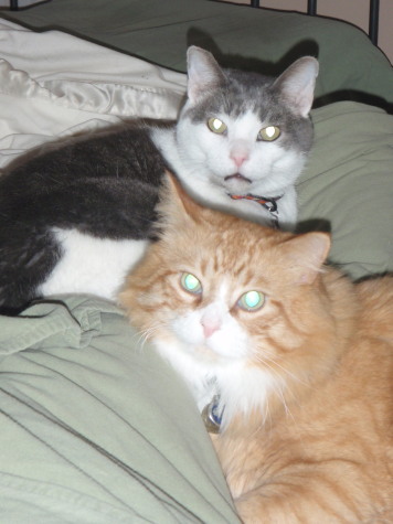 Baloo and Howard Together