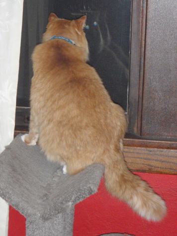 Baloo Enjoying the Perch