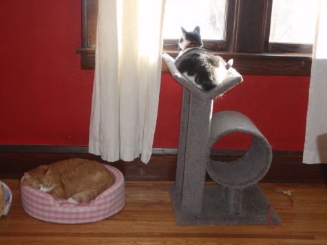 Baloo and Howard's morning routine