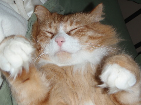 A Closeup of Baloo Sleeping