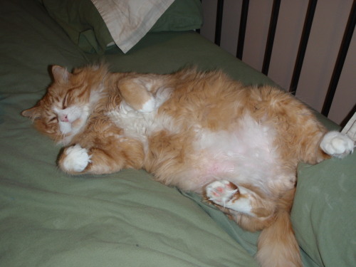 Baloo's Tummy