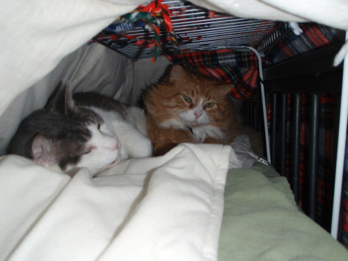 The Cave