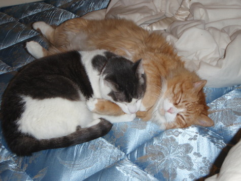 Howard and Baloo Curled Up Together