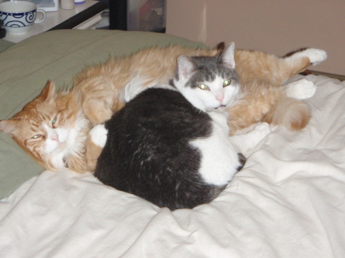 Cat Pillows