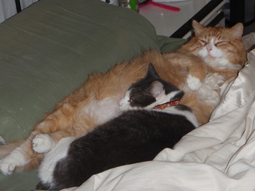 Cat Pillows