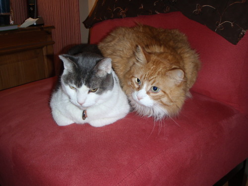 The red chair for Howard and Baloo
