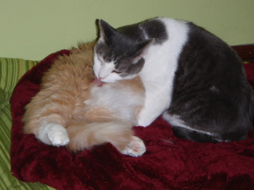 Howard Bathing Baloo's Tummy