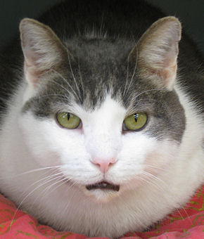 Click on the picture of Howard to see more pictures of him
